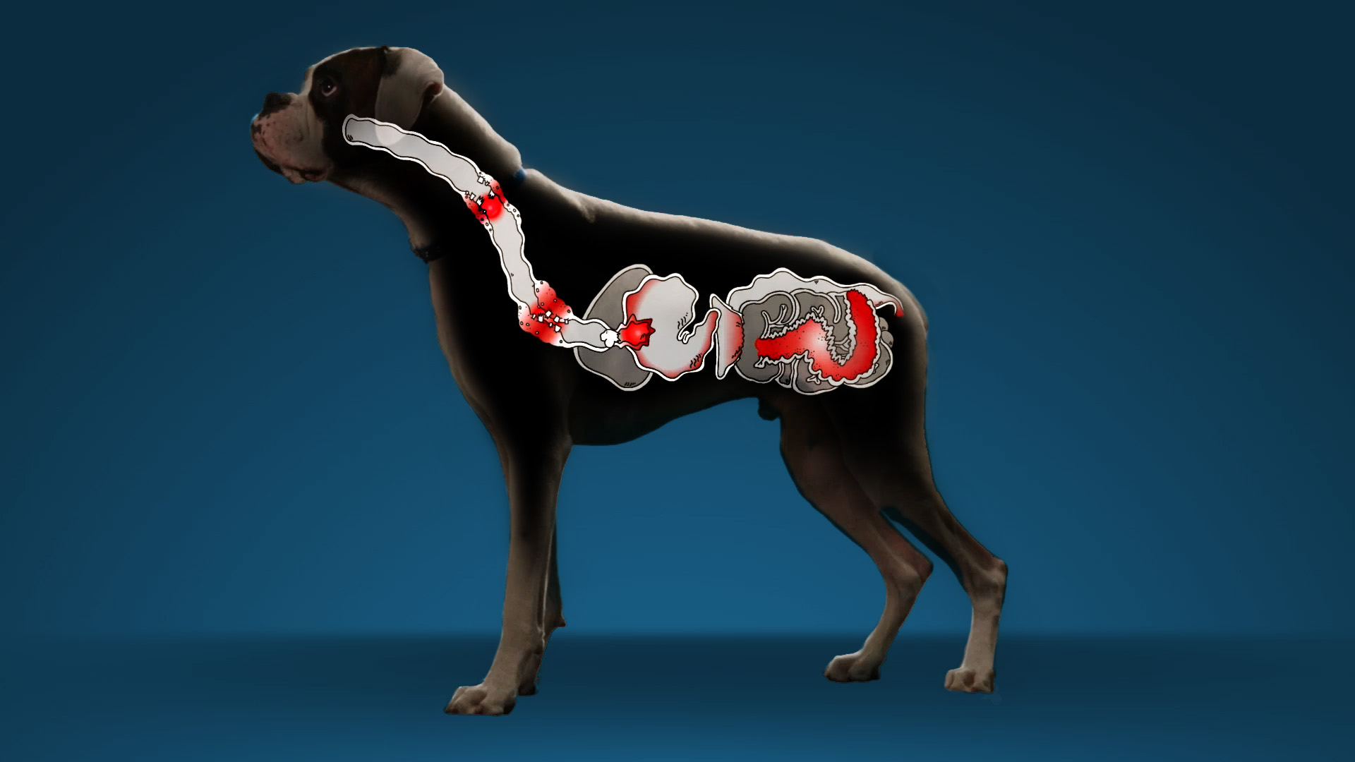 chicken bones